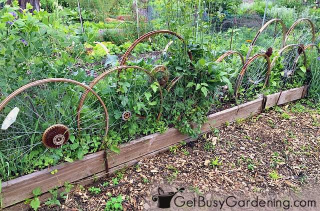 Upcycled bike rims are fun materials for a vertical garden trellises