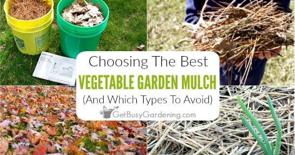 Choosing The Best Mulch For Vegetable Gardens - Get Busy Gardening