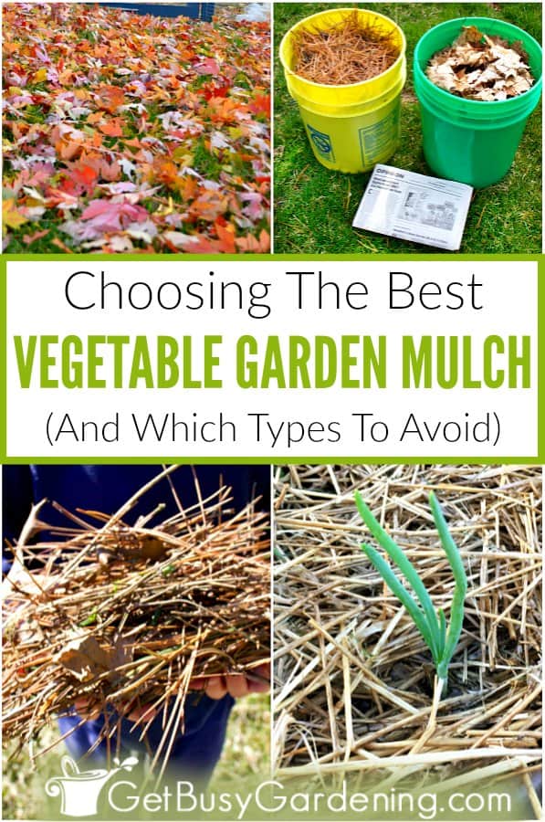 Choosing the best vegetable garden mulch (and which types to avoid)