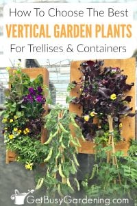 How To Choose The Best Vertical Garden Plants - Get Busy Gardening