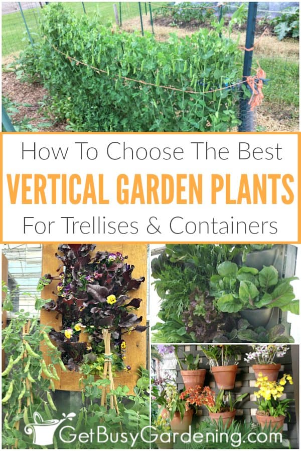 How To Choose The Best Vertical Garden Plants For Trellises & Containers