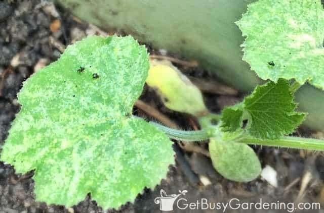 Adult flea beetles feeding on squash plant seedling