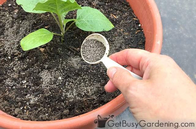Applying natural slow release fertilizer for potted plants