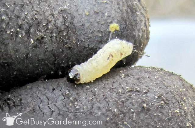 Baby squash borer removed from zucchini vine