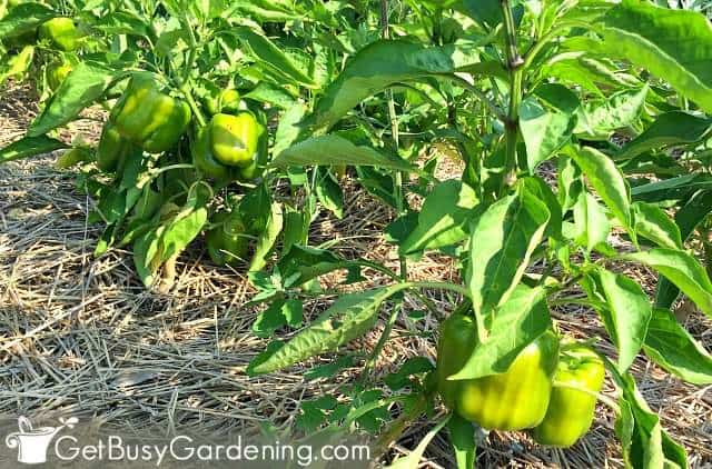 Bell peppers planted in full sun