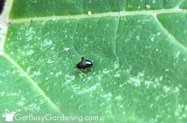 Black flea beetle on plant seedling