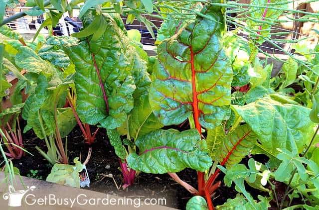 Chard is a perfect vegetable plant for shade