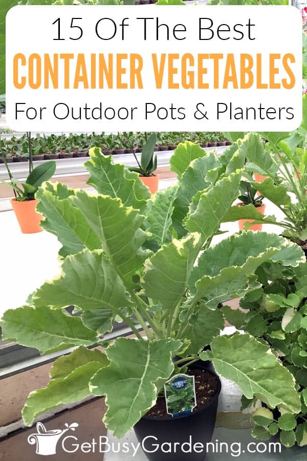 15 Of The Best Container Vegetables For Outdoor Pots & Planters