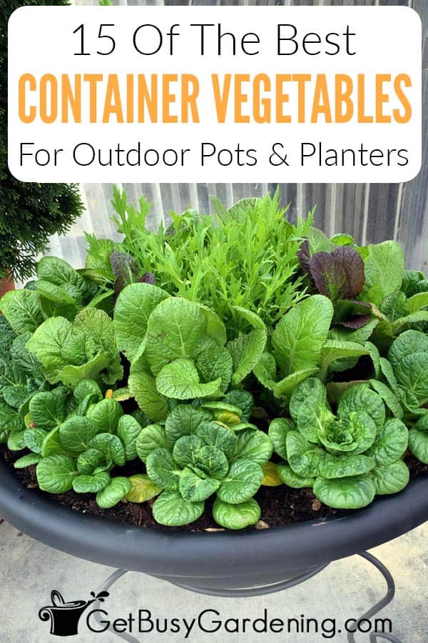 15 Of The Best Container Vegetables For Outdoor Pots & Planters