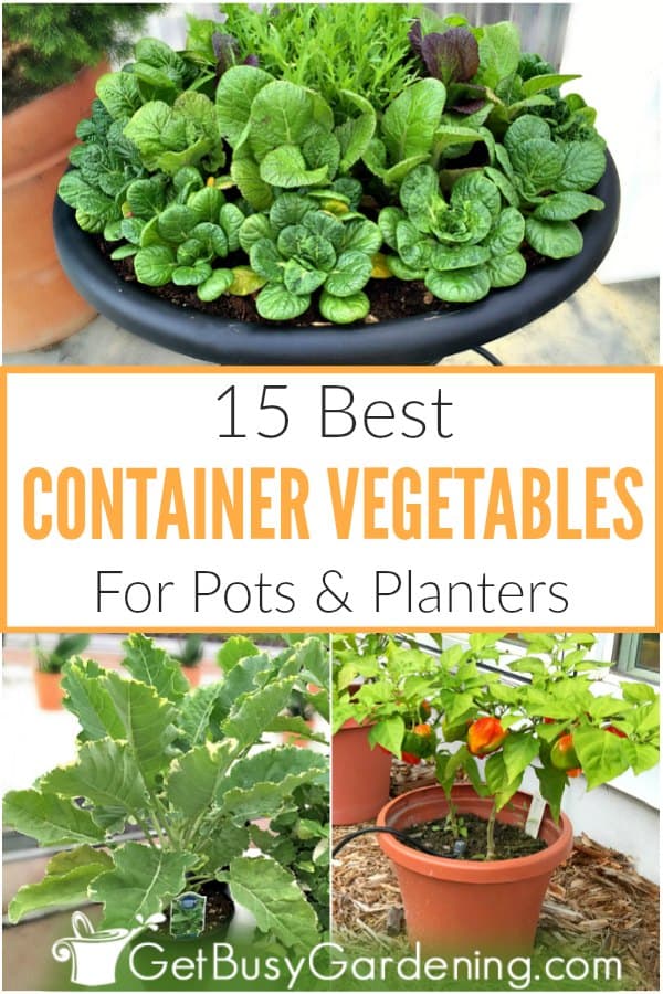 15 Best Container Vegetables For Post & Planters