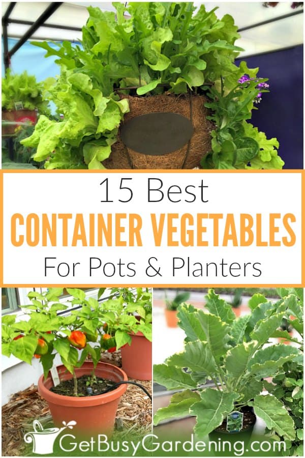 15 Best Container Vegetables For Post & Planters