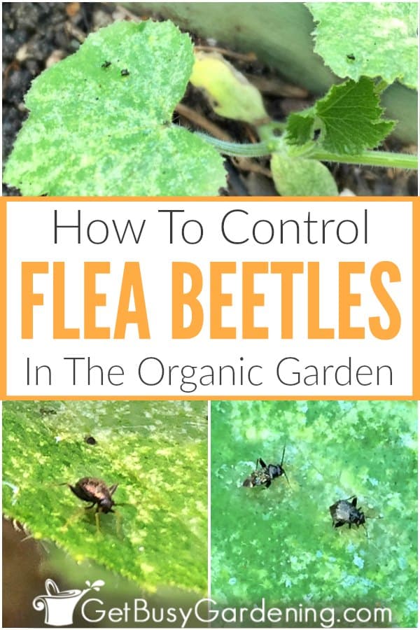 How To Control Flea Beetles In The Organic Garden