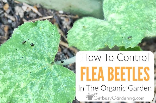 How To Control Flea Beetles In The Organic Garden