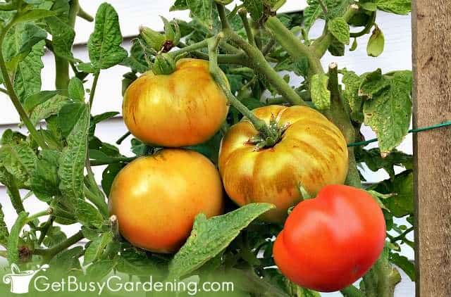 Determinate tomatoes form fruit on the ends of the branches