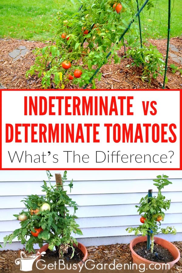 Indeterminate vs Determinate Tomatoes What's The Difference?