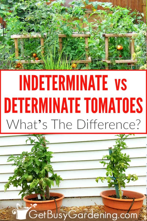 Indeterminate vs Determinate Tomatoes What's The Difference?
