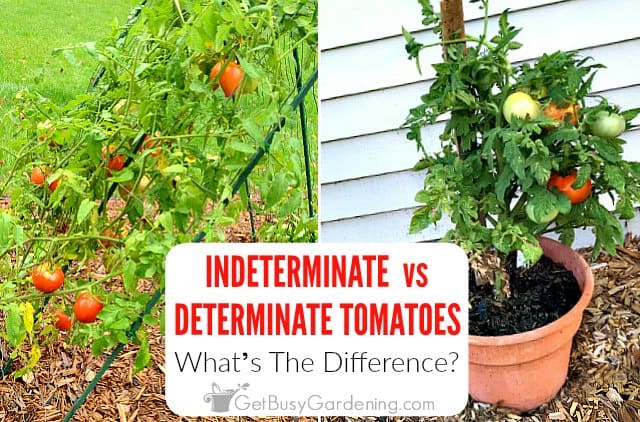 How To Tell Determinate vs Indeterminate Tomatoes