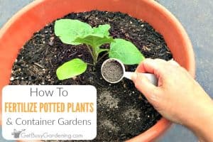 How To Fertilize Outdoor Potted Plants & Containers