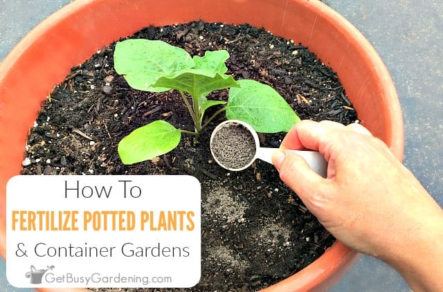 How To Fertilize Outdoor Potted Plants Containers Get Busy