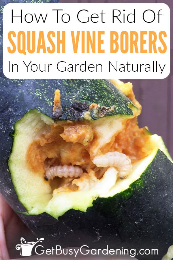 How To Get Rid Of Squash Vine Borers In Your Garden Naturally
