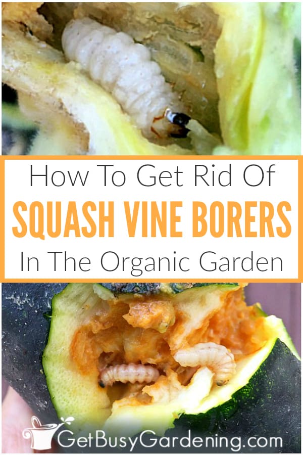 How To Get Rid Of Squash Vine Borers In The Organic Garden