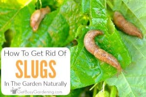 How To Get Rid Of Slugs In The Garden Naturally