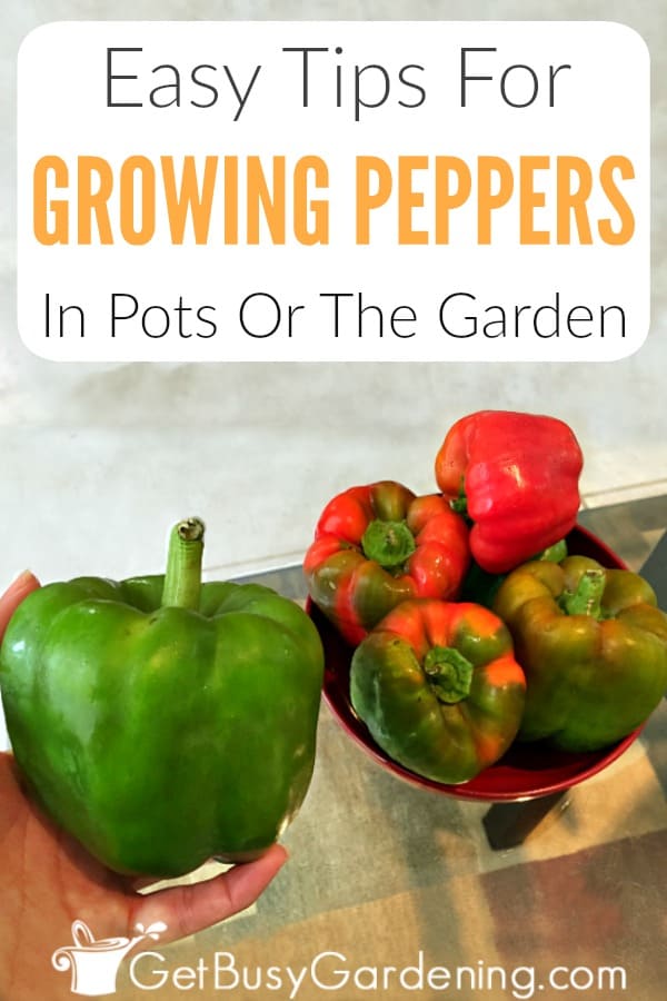 Easy Tips For Growing Peppers In Pots Or The Garden