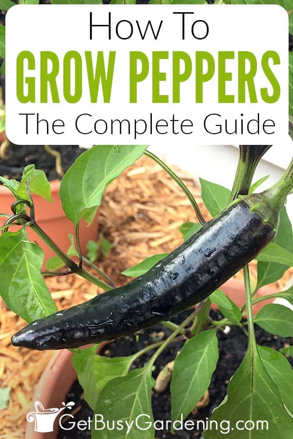 How To Grow Peppers The Complete Guide