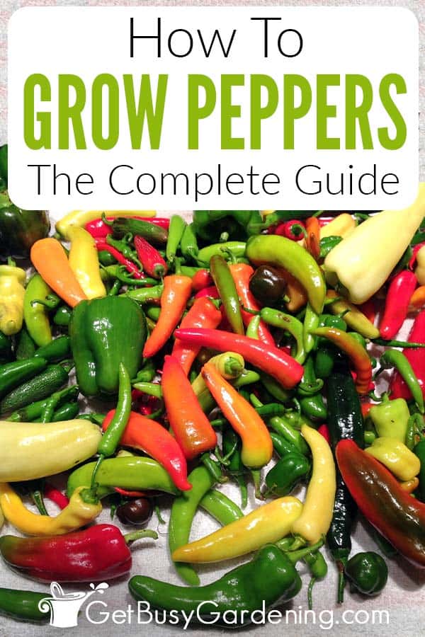 How To Grow Peppers The Complete Guide