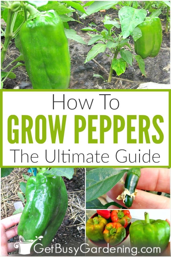 How To Grow Peppers The Ultimate Guide