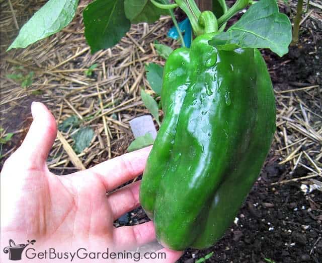 Huge bell pepper growing in my garden