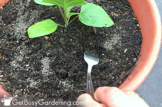 Mixing fertilizer for container plants into the soil