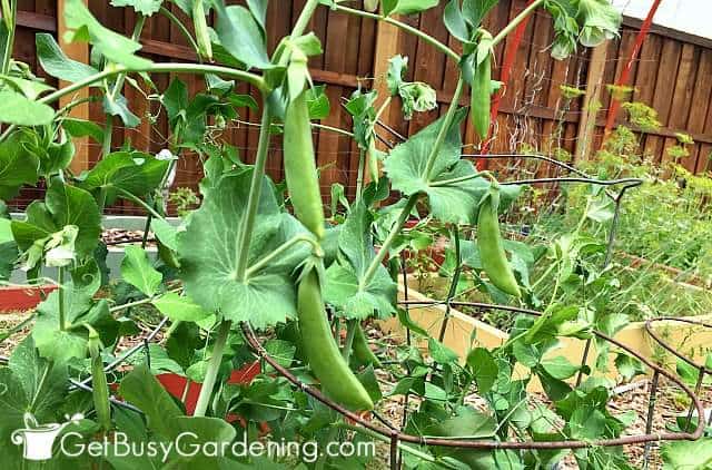 Peas are good vegetables to grow in shade