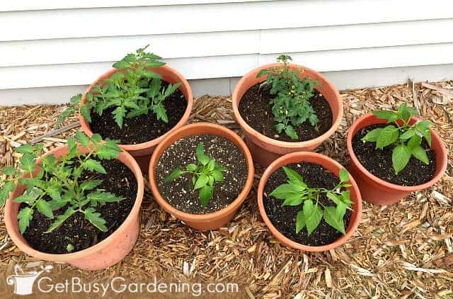 How To Make Potting Soil For Containers With Recipe Get Busy Gardening