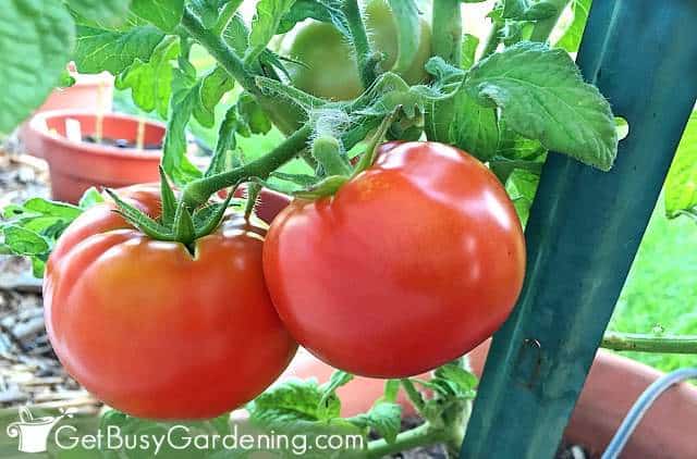 Red tomatoes ripened on the plant
