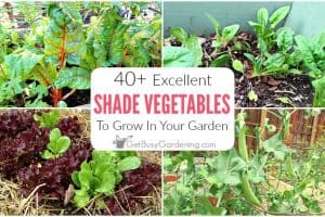 40+ Vegetables That Grow In Shade