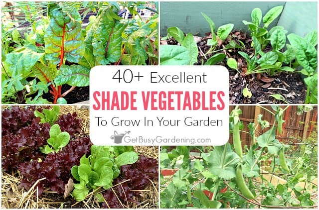 40+ Vegetables That Grow In Shade - Get Busy Gardening
