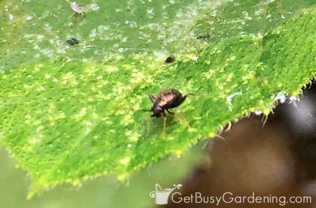 Shiny brown flea beetle on plant leaf