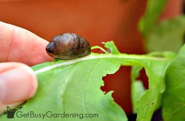 Slug curled up on vegetable plant