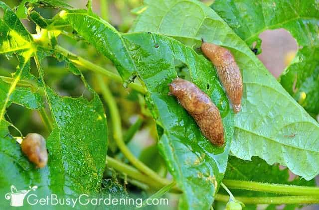 Slugs eating green bean leaves