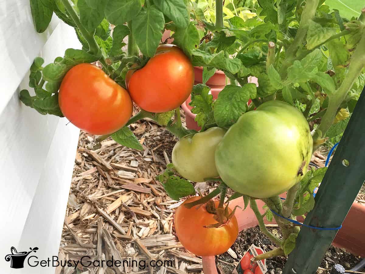 Red and green tomatoes on a plant