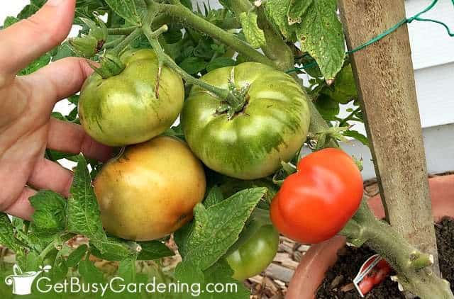 Tomatoes ripening on the vine