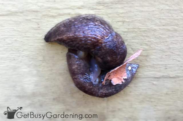 Two slugs mating in the garden