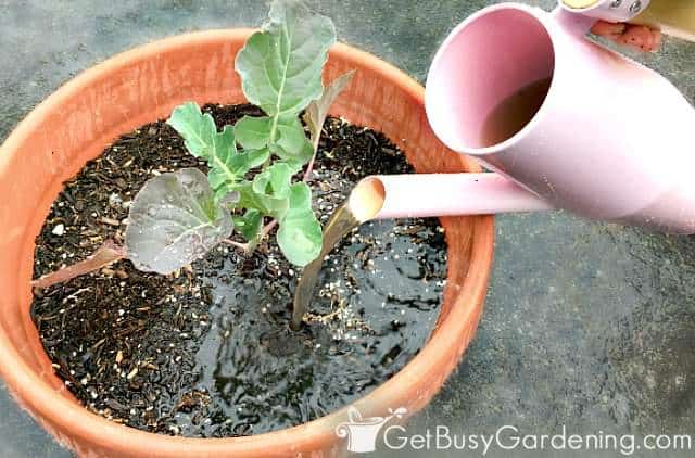 Using organic liquid fertilizer for plants in pots