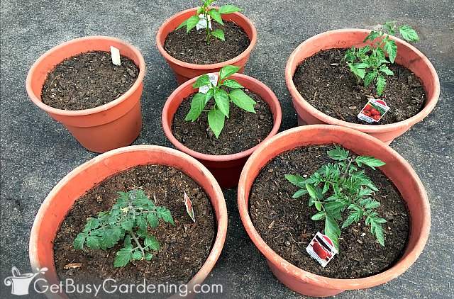 Using soil made from the potting mix recipe for containers Using soil made from the potting mix recipe for containers