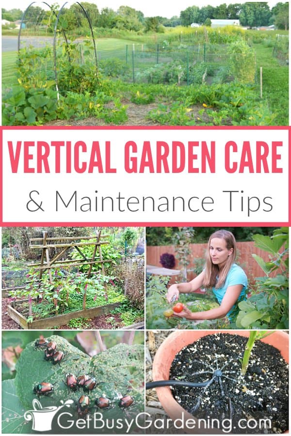 Vertical Garden Care & Maintenance Tips