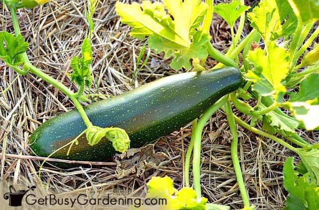 Zucchini is a great vegetable for part sun