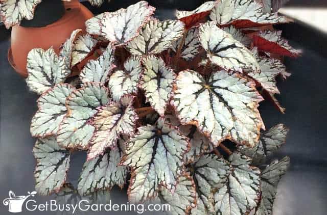 Begonias make excellent potted patio plants