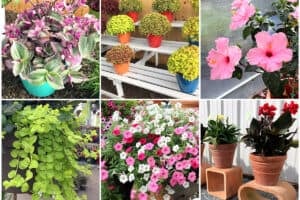 21 Best Container Plants For Pots Outdoors