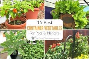 15 Best Container Vegetables For Pots & Planters - Get Busy Gardening